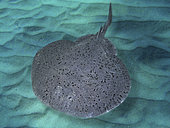 Pacific electric ray, Tetronarce californica, swimming. The Pacific electric ray produces powerful electric shocks for attack and defense. The shock can be enough to knock down an adult human. It's a night ambush predator that envelops the prey within its disc while delivering shocks. Most prey captures occur in darkness or turbid conditions, when its eyes are largely useless. Instead, it relies on electroreception via its ampullae of Lorenzini to locate food. British Columbia.