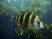 Zebra seabream; Diplodus cervinus. Lateral view of young animal. Composite image. Portugal.. Composite image