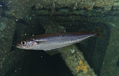 Blue whiting, Micromesistius poutassou, lateral view. Composite image. Portugal. Composite image