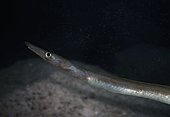 Duckbill oceanic eel, Nessorhamphus ingolfianus. Portugal