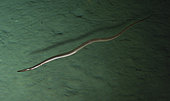 Duckbill oceanic eel, Nessorhamphus ingolfianus. Portugal