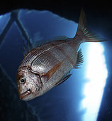Redbanded seabream; Pagrus auriga. Inside cave. Composite image. Portugal.. Composite image