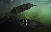Elephantnose fish, Gnathonemus petersii. Composite image. Portugal. Composite image