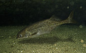 Elephantnose fish, Marcusenius angolensis. Composite image. Portugal. Composite image