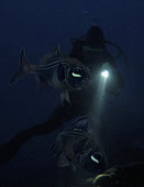Flashlight fish, Photoblepharon steinitzi. With diver. Note bioluminescent organs under eyes Composite image. Portugal. Composite image
