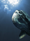 Ocean sunfish, Mola mola, trying to eat a plastic bag mistaken by a jellyfish, or medusa, that is a natural food for him. Composite image. Portugal. Composite image