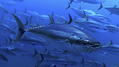 Bigeye tuna (Thunnus obesus). Composite image. Madeira, Portugal.. Composite image