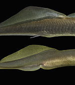 European brook lamprey, Lampetra planeri. Sexual dimorphism. Female bellow. Portugal