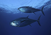 Atlantic bluefin tuna (Thunnus thynnus), Composite image. Portugal. Composite image