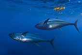 Yellowfin tuna (Thunnus albacares), Composite image. Portugal. Composite image
