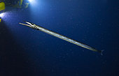 Daggertooth (Anotopterus pharao), Composite image. Portugal.. Composite image