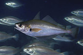 Poor cod (Trisopterus minutus), Composite image. Portugal. Composite image