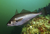 Poor cod (Trisopterus minutus), Composite image. Portugal. Composite image