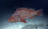 Offshore rockfish (Pontinus kuhlii). Composite image. Portugal.. Composite image