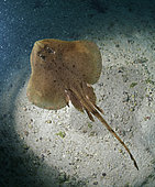 Iberian pygmy skate (Neoraja iberica), In deep water from 270 to 670 m. Composite image. Portugal.. Composite image
