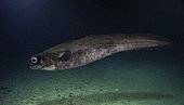 Short-tail eel (Coloconger cadenati). Composite image. Portugal.. Composite image