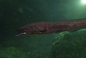 Histiobranchus bathybius, Deepwater Arrowtooth Eel. Head detail. Composite image. Portugal.. Composite image