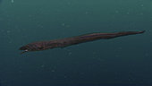 Histiobranchus bathybius, Deepwater Arrowtooth Eel. Composite image. Portugal.. Composite image