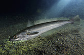 European hake (Merluccius merluccius). Composite image. Portugal.. Composite image