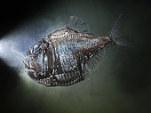 Silver Hatchetfish (Argyropelecus olfersii). Composite image. Portugal. Composite image