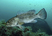 White grouper, Epinephelus aeneus. Composite image. Portugal. Composite image