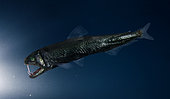 Atlantic sabretooth (Coccorella atlantica). Composite image. Portugal. Composite image
