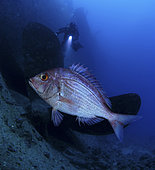 Angolan dentex (Dentex angolensis). On ship wreck with diver. Portugal