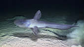Loppe's tadpole fish (Ijimaia loppei). Composite image. Portugal. Composite image