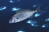 Axillary seabream (Pagellus acarne). Shoal. composite image. Portugal. Composite image