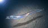 Silver scabbardfish, Lepidotus caudatus. Composite image. Portugal. Composite image