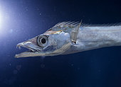 Silver scabbardfish (Lepidotus caudatus). Head detail. Composite image. Portugal. Composite image