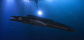 Black scabbardfish (Aphanopus carbo). Composite image. Portugal. Composite image