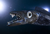 Black scabbardfish (Aphanopus carbo). Head detail. Composite image. Portugal. Composite image