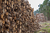 Eucalyptus tree. Chopped timber for manufacture of paper pulp. Portugal