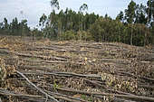 Eucalyptus tree. Deforestation for manufacture of paper pulp. Portugal