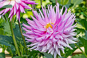 Dahlia 'Look at me' en fleur dans un jardin