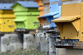 Warré beehives, bees in flight at the entrance to the hive, Doubs (25), Franche-Comté, France