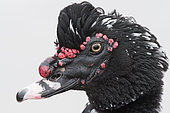 Muscovy Duck (Cairina moschata) portrait of head of a male, Martin Mere, winter, England
