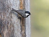 Coal Tit (Periparus ater) Loch Garten, Speyside, Scotland, winter