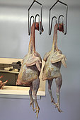 Organic chickens hanging after slaughter, Provence, France