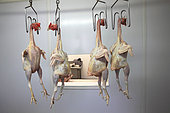 Organic chickens hanging after slaughter, Provence, France