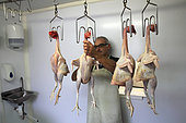 Craftsman hanging organic chickens after slaughter, Provence, France