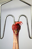 Head of organic chicken hanging after slaughter, Provence, France