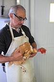 Artisan with organic chicken before slaughter, Provence, France