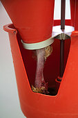 Organic chicken hanging in a funnel to recover blood after slaughter, Provence, France