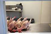 Organic chickens after slaughter, Provence, France