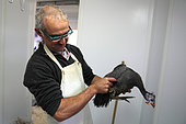 Artisan with organic guinea fowl before slaughter, Provence, France