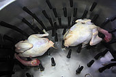 Organic chickens after slaughter in a plumage machine, Provence, France