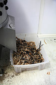 Plumages of organic poultry after slaughter, Provence, France