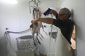 Man cleaning organic poultry after slaughter, Provence, France